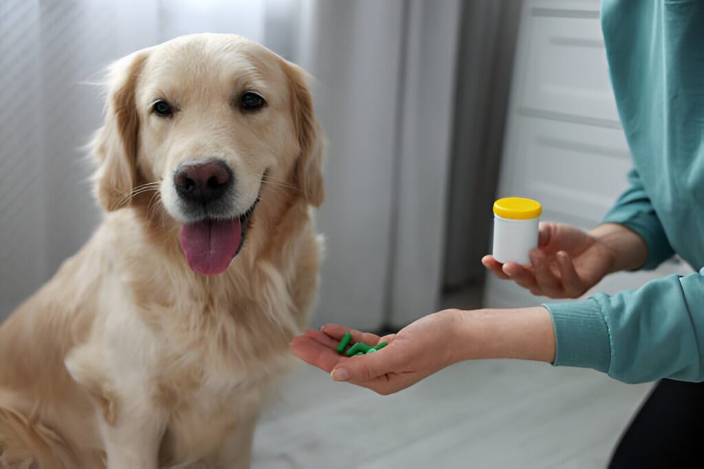 Antifungal Infection Relief: How Turmeric Helps Dogs