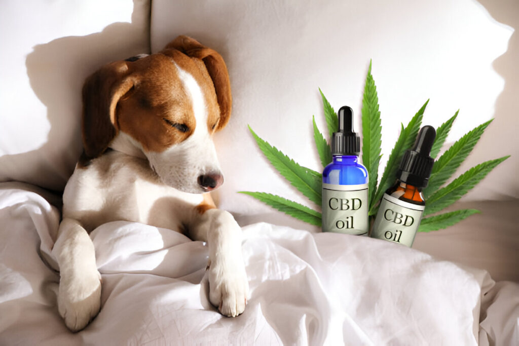 Why You Should Buy High-Quality CBD Products for Dogs