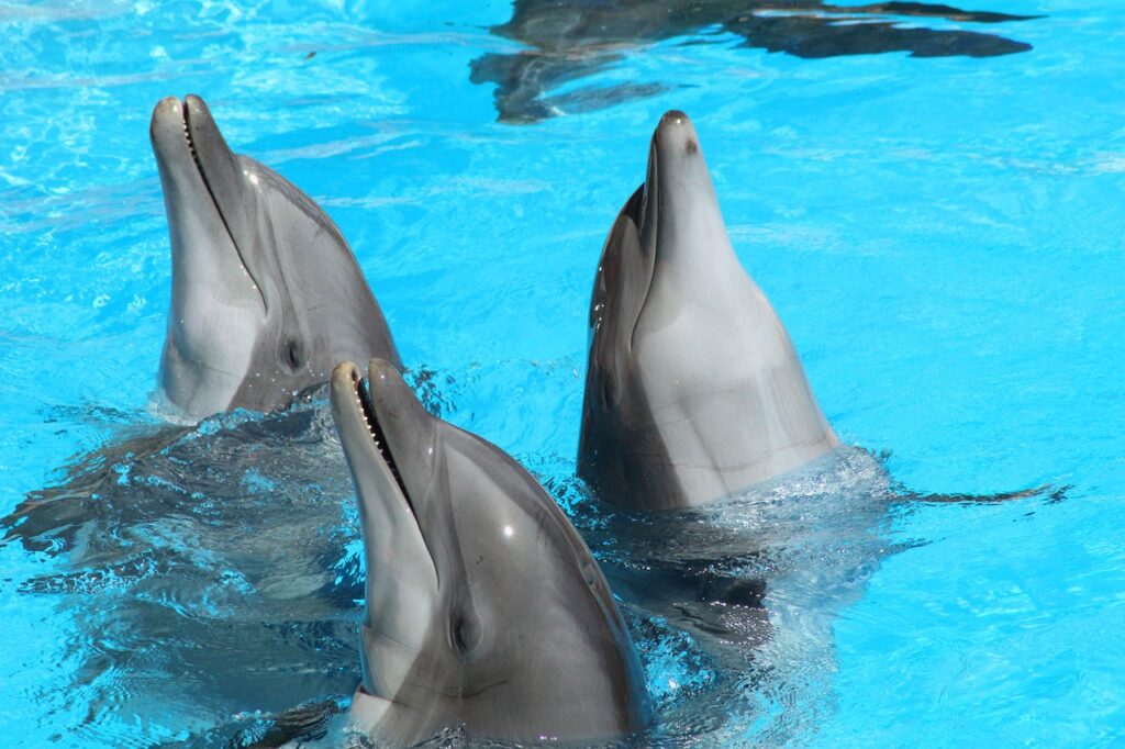 Spot Dolphins During a Yacht Tour