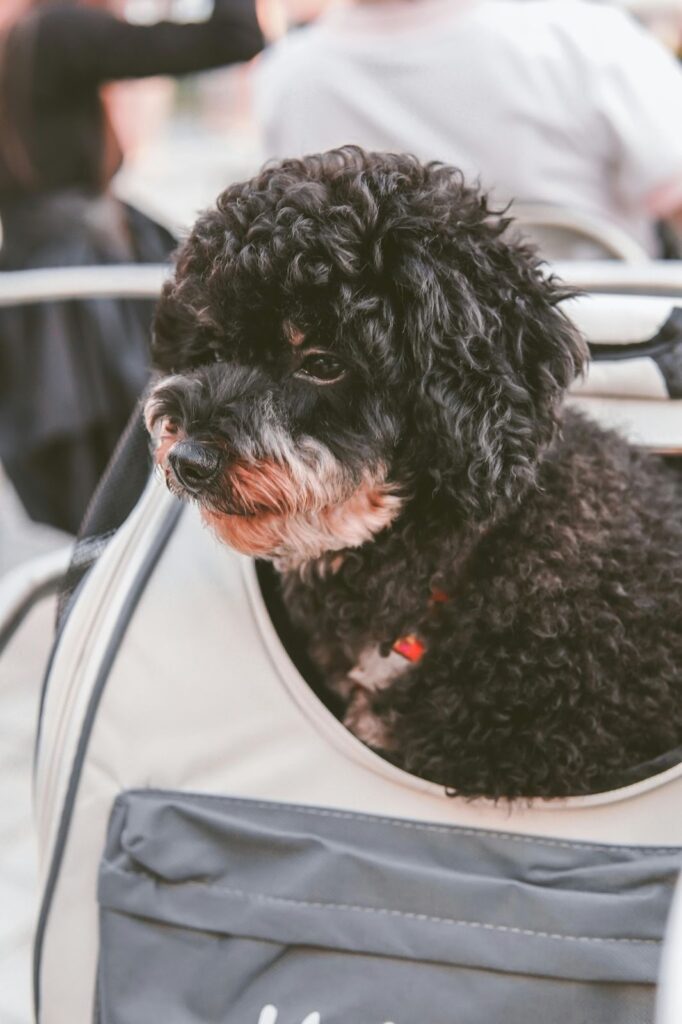 How to Choose the Best Pet Carrier for Air Travel 