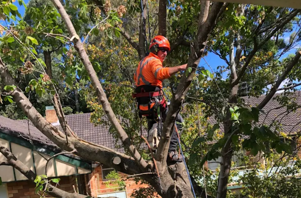 Caring for Your Trees the Right Way With Expert Arborists Right Way With Expert Arborists